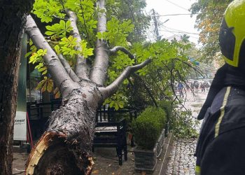 Rrëzohet një lis afër tregut të gjelbër në Prishtinë