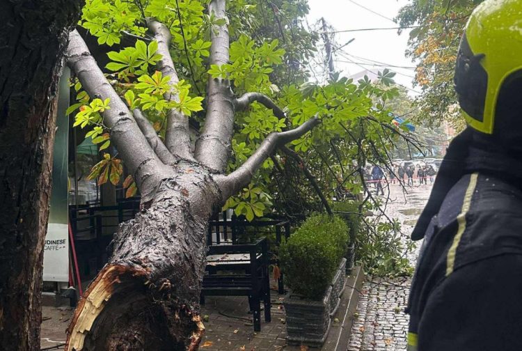 Rrëzohet një lis afër tregut të gjelbër në Prishtinë