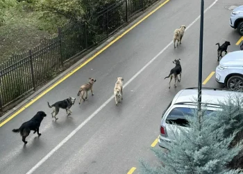 E frikshme, numër i madh i qenve endacakë në rrugët e Prishtinës, në afërsi të shkollës “Pavarësia”