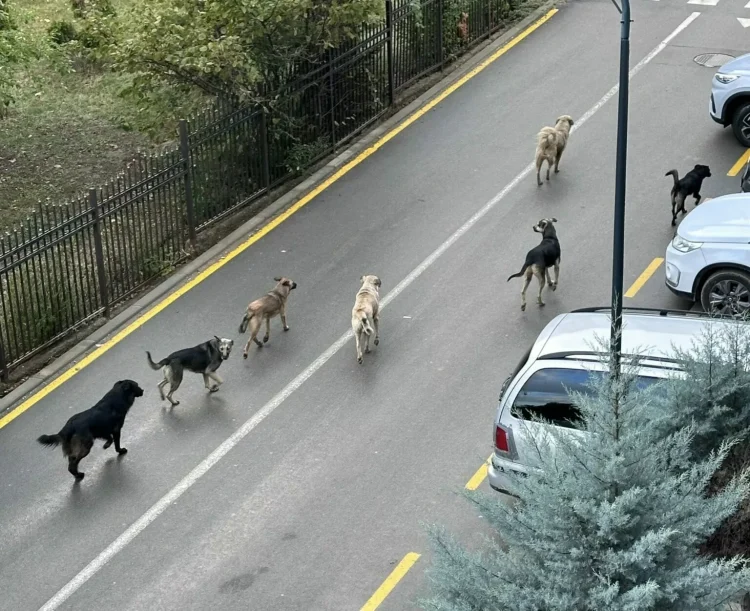 E frikshme, numër i madh i qenve endacakë në rrugët e Prishtinës, në afërsi të shkollës “Pavarësia”