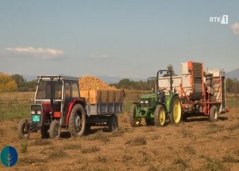 Temperaturat e larta ulin rendimentin e patates, shitja me çmim të mirë