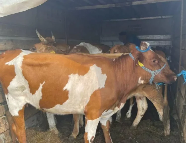 Parandalohet kontrabanda me kafshë, u importuan ilegalisht nga Serbia