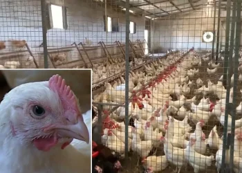 Ndalohet importi i shpezëve dhe produkteve të tyre nga Hungaria