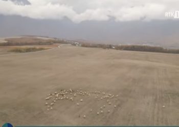 Delja autoktone Bardhokë, trashëgimi shekullore e mbarështimit në Pejë