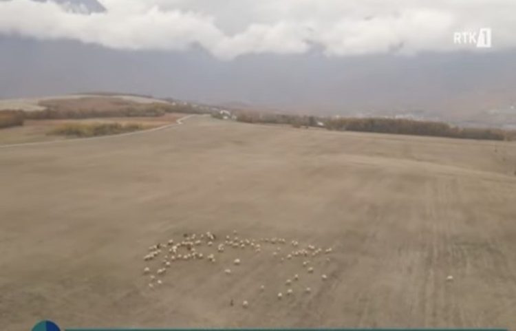 Delja autoktone Bardhokë, trashëgimi shekullore e mbarështimit në Pejë