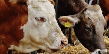 AUV heq kufizimet e importit nga Maqedonia e Veriut pas eliminimit të sëmundjes “Gjuha e Kaltër”