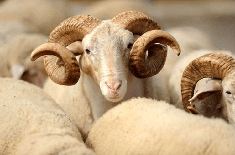 Ndalohet importi i deleve dhe dhive nga Maqedonia e Veriut