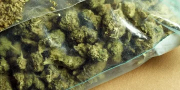 Aksion i madh në Maqedoni, sekuestrohen 35 tonë m@rihuanë