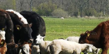 Komuna e Prishtinës hap thirrjen për subvencione në blegtori, bletari dhe shpezëtari për vitin 2026