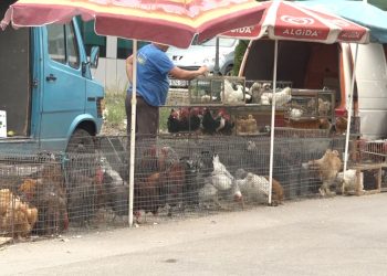 Lokacioni i ri në Bërnicë – vendi i vetëm për shitjen e kafshëve dhe shpezëve për Bajram
