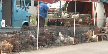 Lokacioni i ri në Bërnicë – vendi i vetëm për shitjen e kafshëve dhe shpezëve për Bajram