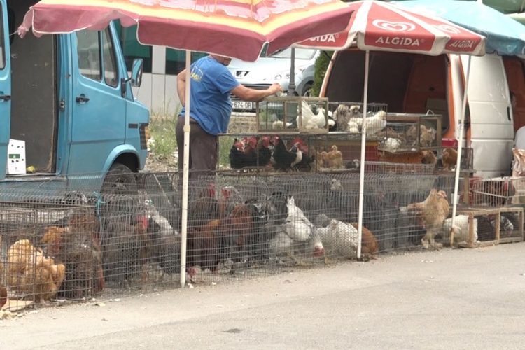 Lokacioni i ri në Bërnicë – vendi i vetëm për shitjen e kafshëve dhe shpezëve për Bajram