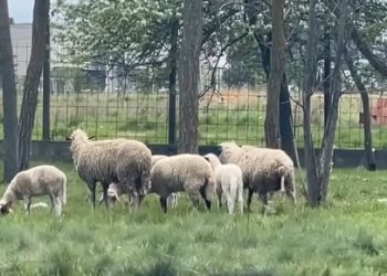 Konfirmohet rasti i parë i lisë së deleve/dhive në Kosovë
