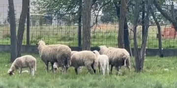 Konfirmohet rasti i parë i lisë së deleve/dhive në Kosovë