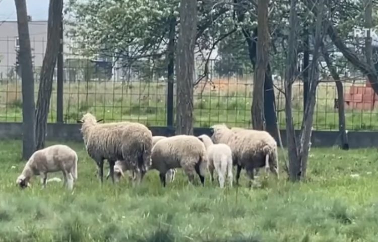 Konfirmohet rasti i parë i lisë së deleve/dhive në Kosovë