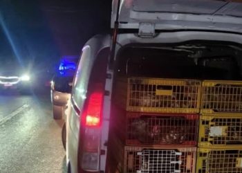 Parandalohet kontrabandimi i 150 shpezëve me furgonin që dyshohet se kishte hyrë ilegalisht nga Serbia