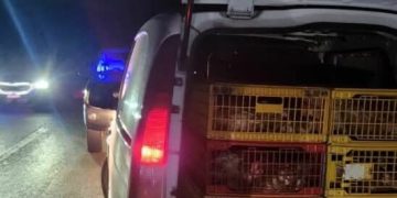 Parandalohet kontrabandimi i 150 shpezëve me furgonin që dyshohet se kishte hyrë ilegalisht nga Serbia