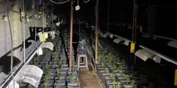 Prokurorja jep detaje për aksionin anti-drogë në Jabllanicë të Pejës