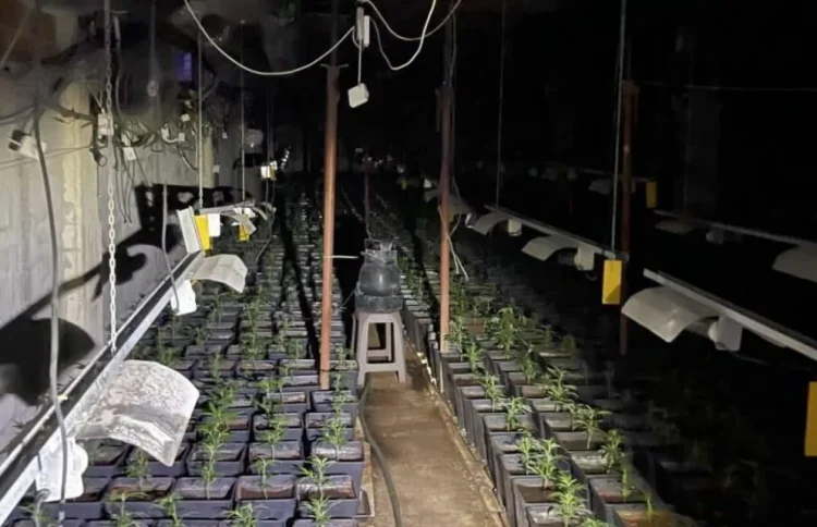 Prokurorja jep detaje për aksionin anti-drogë në Jabllanicë të Pejës