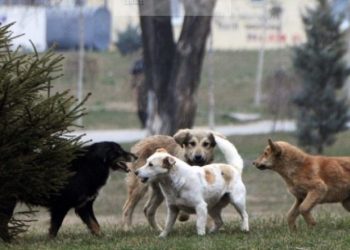 Situata me qentë endacakë në QKUK, krijohet Shtab Emergjent