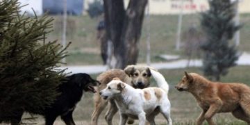 Situata me qentë endacakë në QKUK, krijohet Shtab Emergjent