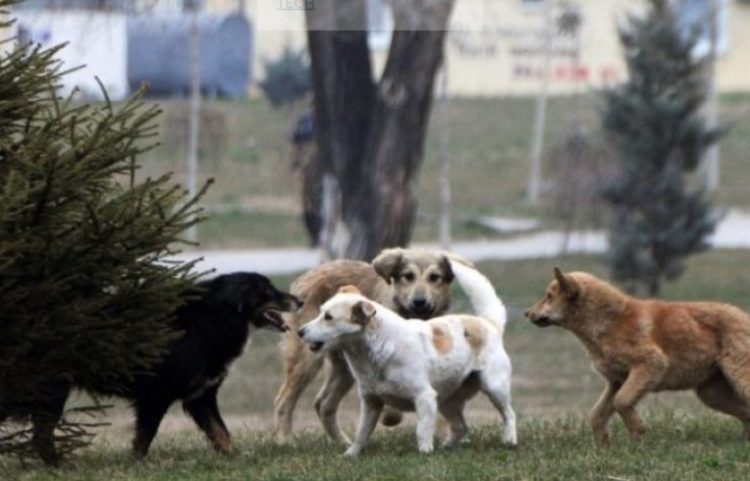 Situata me qentë endacakë në QKUK, krijohet Shtab Emergjent