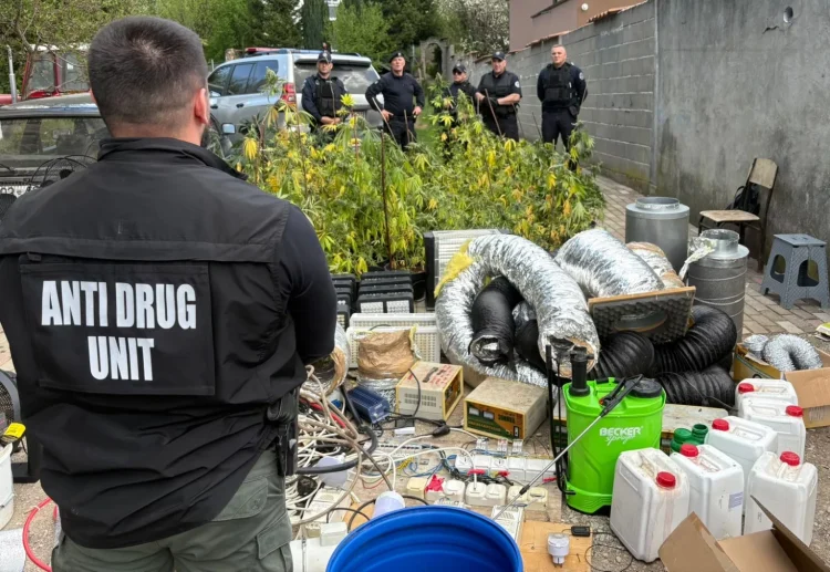 Prokuroria dhe Policia me komunikatë të përbashkët për aksionin në Jabllanicë: Sekuestrohen 91 bimë kanabisi, armë dhe arrestohet një person