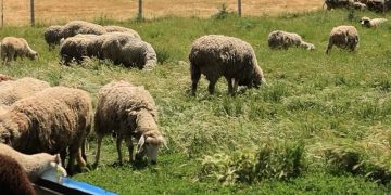 Konfirmohet sëmundja e lisë së deleve/dhive, AUV vendos masa urgjente në gjithë vendin