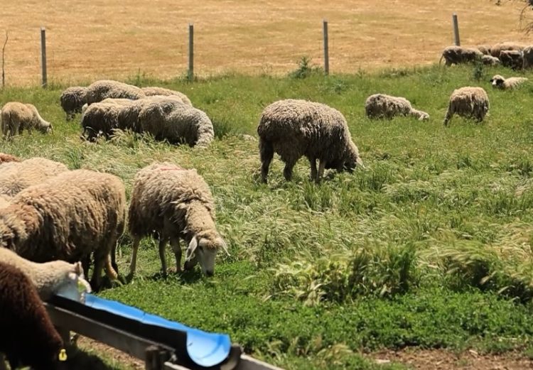 Konfirmohet sëmundja e lisë së deleve/dhive, AUV vendos masa urgjente në gjithë vendin