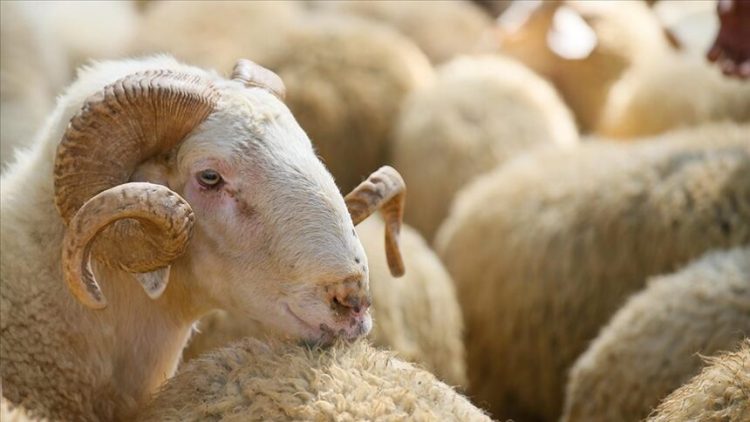 AUV: Therja e kurbaneve të bëhet vetëm në thertore të licencura