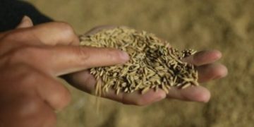 Shtohet toka djerrë, Shqipëria blen më shumë drithë nga jashtë. Kryeson Serbia