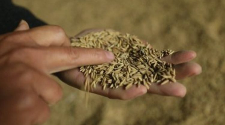 Shtohet toka djerrë, Shqipëria blen më shumë drithë nga jashtë. Kryeson Serbia