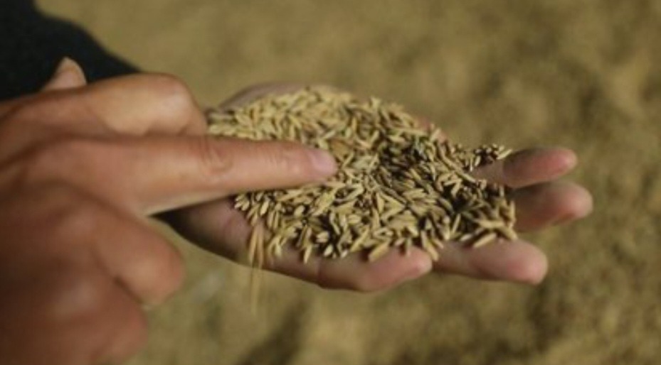 Shtohet toka djerrë, Shqipëria blen më shumë drithë nga jashtë. Kryeson Serbia