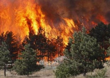 Pacolli apel qytetarëve: Mos ndizni zjarre, të mbrojmë pyjet dhe mjedisin