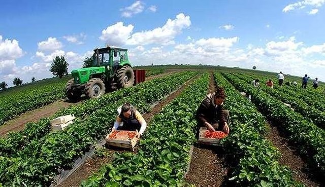 Shtyhet afati për aplikim për Pagesat Direkte, fermerët e Podujevës kanë edhe 10 ditë kohë