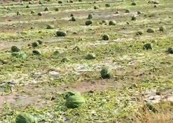 Breshëri shkakton dëme të mëdha në plantacionet me shalqi në Kovragë të Istogut