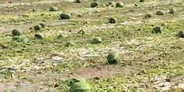 Breshëri shkakton dëme të mëdha në plantacionet me shalqi në Kovragë të Istogut