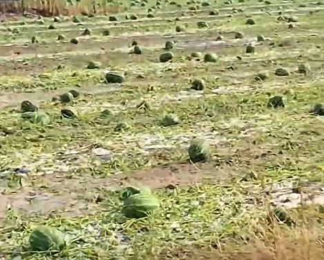 Breshëri shkakton dëme të mëdha në plantacionet me shalqi në Kovragë të Istogut