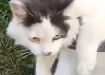 Macja kapet duke transportuar drógë në një búrg në Rusi (VIDEO)