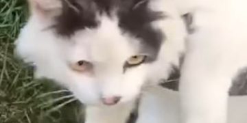 Macja kapet duke transportuar drógë në një búrg në Rusi (VIDEO)