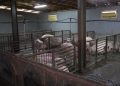 Serbia shpall gjendje të jashtëzakonshme, ethet afrikane të derrit përhapen në 52 zona