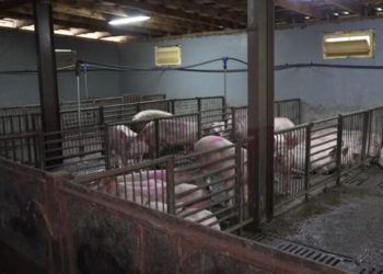 Serbia shpall gjendje të jashtëzakonshme, ethet afrikane të derrit përhapen në 52 zona