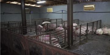 Serbia shpall gjendje të jashtëzakonshme, ethet afrikane të derrit përhapen në 52 zona