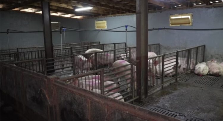 Serbia shpall gjendje të jashtëzakonshme, ethet afrikane të derrit përhapen në 52 zona
