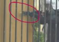 Policia gjuan me plumba gome protestuesit në Tiranë